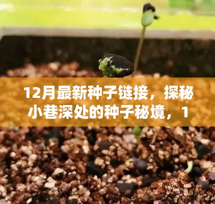 12月最新种子链接,探秘小巷深处的种子秘境,12月最新种子链接的独特风情