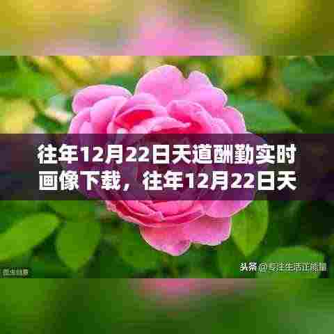 往年12月22日天道酬勤实时画像,勤奋塑造辉煌瞬间