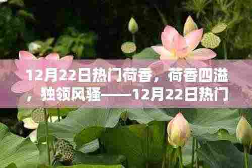 深度评测，荷香四溢，独领风骚——12月22日热门荷香产品大解密