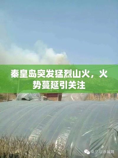 秦皇岛突发猛烈山火,火势蔓延引关注