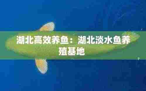 湖北高效养鱼:湖北淡水鱼养殖基地