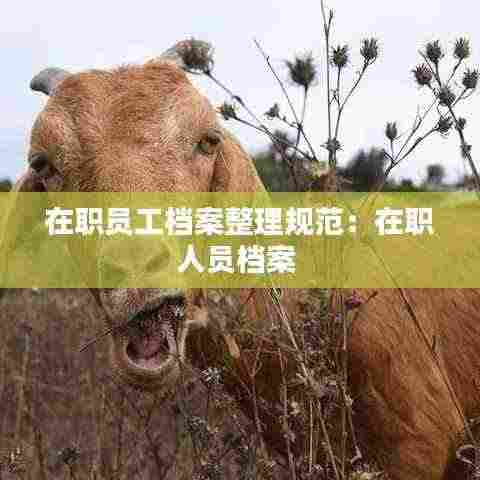 在职员工档案整理规范:在职人员档案