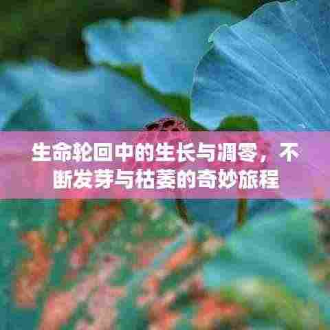 生命轮回中的生长与凋零，不断发芽与枯萎的奇妙旅程