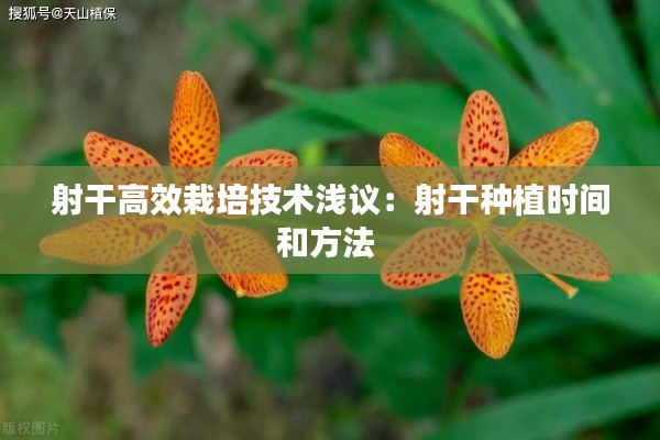 射干高效栽培技术浅议：射干种植时间和方法 