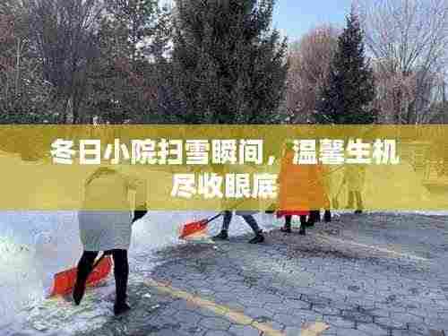冬日小院扫雪瞬间,温馨生机尽收眼底