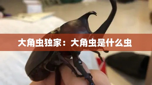 大角虫独家：大角虫是什么虫 