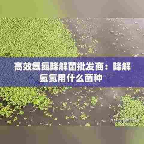 高效氨氮降解菌批发商：降解氨氮用什么菌种 