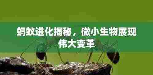 蚂蚁进化揭秘,微小生物展现伟大变革