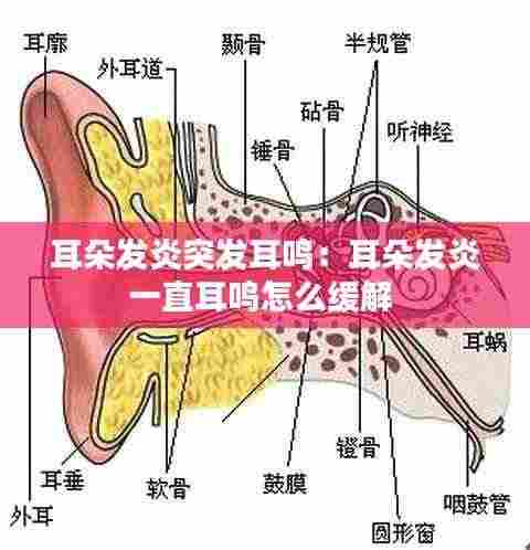 耳朵发炎突发耳鸣:耳朵发炎一直耳鸣怎么缓解
