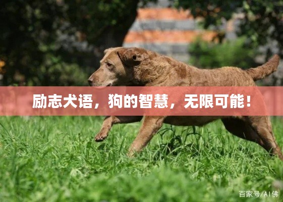 励志犬语,狗的智慧,无限可能!