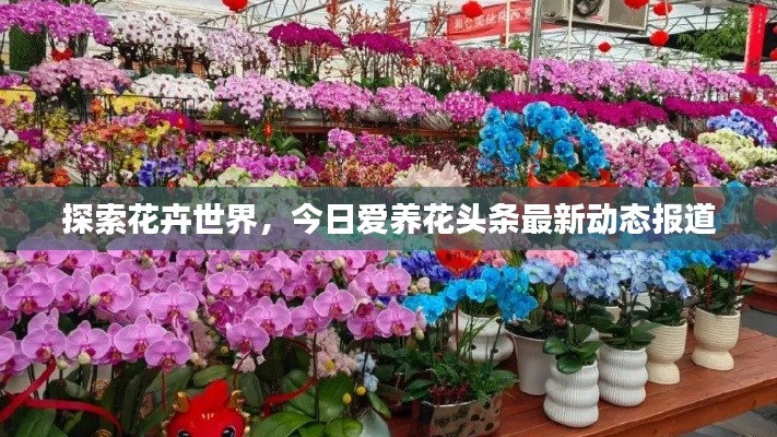 探索花卉世界，今日爱养花头条最新动态报道
