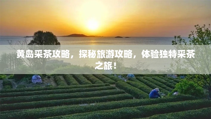 黄岛采茶攻略,探秘旅游攻略,体验独特采茶之旅!