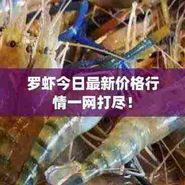 罗虾今日最新价格行情一网打尽！