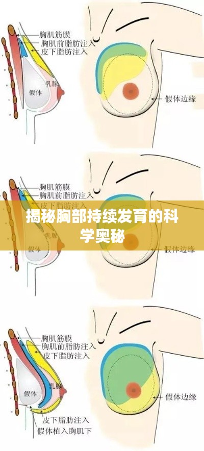 揭秘胸部持续发育的科学奥秘