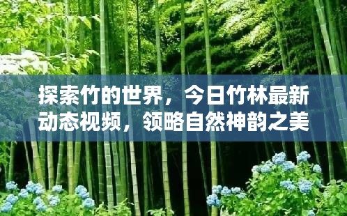 探索竹的世界,今日竹林最新动态视频,领略自然神韵之美