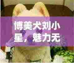 博美犬刘小星，魅力无限，百度热推新宠！